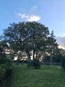 Reconversion professionnelle : l'image représente un bel arbre tout vert